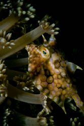 longhorn cowfish,sulawesi,nikon d70 by Marco Wannenmacher 